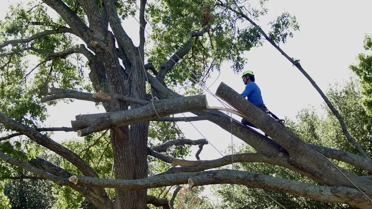 Professional Hazardous Tree Removal performed by certified arborists in Denton